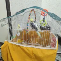 عروس هلندی|پرنده|فولادشهر, B8|دیوار