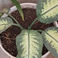 گل با گلدون سرامیک