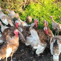 بوقلمون و غاز|حیوانات مزرعه|رشت, کوی قدس|دیوار