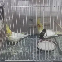 عروس هلندی|پرنده|شیروان (خراسان), |دیوار