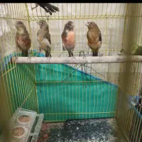 جوجه قناری 5ماهه