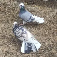 شازده سرور تیرونی