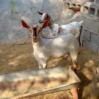 ماده کوچک و بزرگ|حیوانات مزرعه|نائین, |دیوار