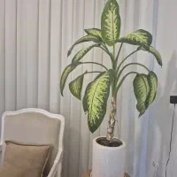 گل دیفن باخیا