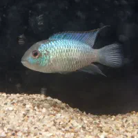 ماهی بلو آکارا