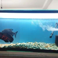 آکواریوم با ماهی و تجهیزات|ماهی|مراغه, |دیوار