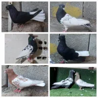 پرشی جوجه گیری دمسفید هفتکل