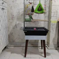 یدونه گینچیک یدونه توتی برزیلی