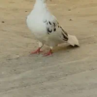کبوتر رفتنی