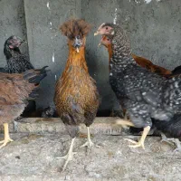 کود مرغی|گل و گیاه طبیعی|مشهد, نوید|دیوار