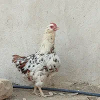 مرغ و خروس گلین  و تخم مرغ گلین،بوقلمون نر|حیوانات مزرعه|شیراز, درکی|دیوار