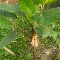 گل بابا آدم درسایز های بزرگ|گل و گیاه طبیعی|رحیم‌آباد, |دیوار