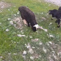 حیوانات،مزرعه