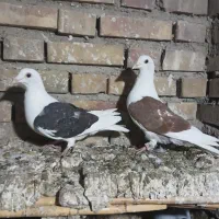 سه تا کبوترناجلد|پرنده|گنبد کاووس, |دیوار