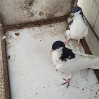 رنگی|پرنده|محمدیه-قزوین, |دیوار