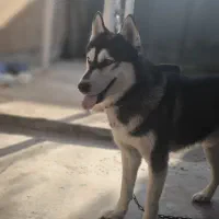 سگ هاسکی|سگ|امیدیه, |دیوار