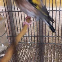 سهره دورگ|پرنده|شیراز, محراب|دیوار