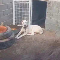 توله سگ|سگ|تربت جام, میرقوام الدین|دیوار