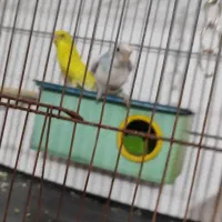 یک جفت مرغ عشق بسیار زیبا
