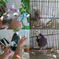 کبوتر کفتر|پرنده|آبسرد, |دیوار