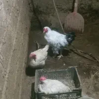 فروش ۶عدد بوقلمون ویک خروس|حیوانات مزرعه|شبستر, |دیوار