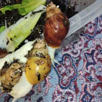 حلزون بالغ|خزنده|شیروان (خراسان), |دیوار