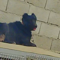 واگذاری سگ قهدریجانی