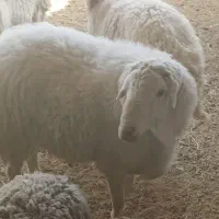 قوچ سرک دار