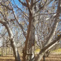 فروش درخت|حراج|شاهین دژ, |دیوار