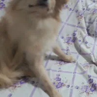 سگ کوچولوی اشپیتز بازیگوش