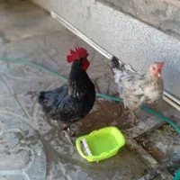 مرغ و خروس محلی