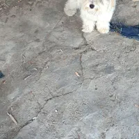 سگ زیبا|سگ|لاهیجان, قیام|دیوار