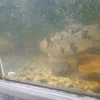 ماهی کوی|ماهی|سلمانشهر, |دیوار