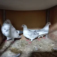 چند تا جوجه خوب دارم