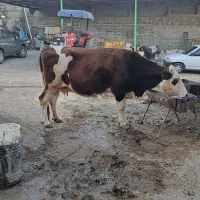 گاو ماده گوشتی|حیوانات مزرعه|آبش احمد, |دیوار