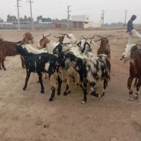 12راس بز شیرکرد