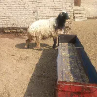 سوسنگرد جاده سویدانی دحیمی یک