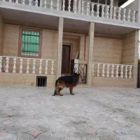 کارگر  و اوستا کار کاشی کاری