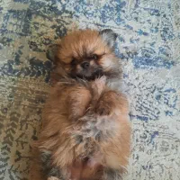 پامر خرسی و عروسکی|سگ|رباط‌کریم, رباط‌کریم|دیوار