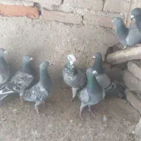 پلاکی|پرنده|بناب, |دیوار