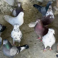 کفتر پرشی|پرنده|شهر ری, صالحآباد شرقی|دیوار