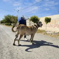 سگ سرابی ماده ۴ساله