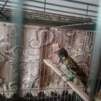 سهره خاکی و گلبسر