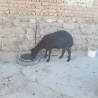 بره نر سیاه