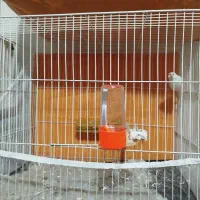 فنچ نرگسی قناری سهره