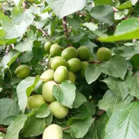 مجموعه نهالستان نصیری|خدمات باغبانی و درختکاری|خسروشاه, |دیوار