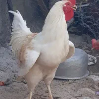 ۶ عدد خروس|حیوانات مزرعه|سرپل ذهاب, |دیوار