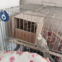 طوطی عروس مُولد|پرنده|نظرآباد, رسالت|دیوار