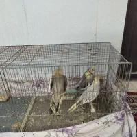 تعدادی عروس|پرنده|قم, نوبهار|دیوار