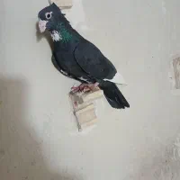 نرماده سیاه پلنگ خوشگل کبوتر کفتر|پرنده|کرمان, |دیوار